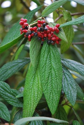 Viburnum rhytidophyllum - kalina vrásčitá - list a plod